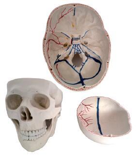 顱骨附血管模型