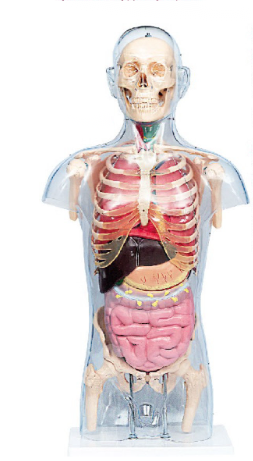 頭頸軀干骨、骨盆與內(nèi)臟關(guān)系附透明軀殼模型