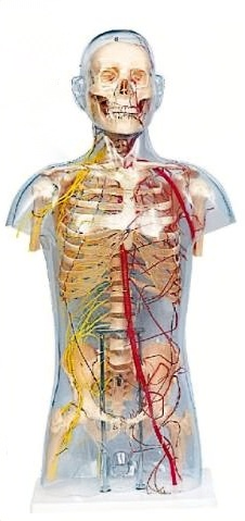 透明男性軀干骨附主要?jiǎng)用}和神經(jīng)分布
