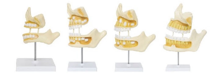牙齒發(fā)育順序模型