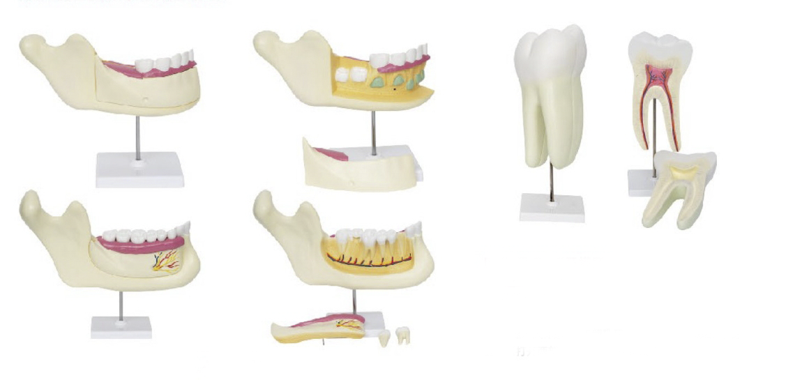 磨牙、乳牙、恒牙模型
