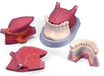 舌解剖連、牙模型（三部件）