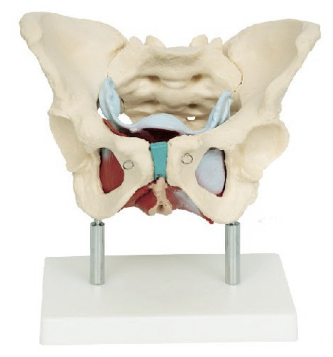女性骨盆及盆底肌肉模型