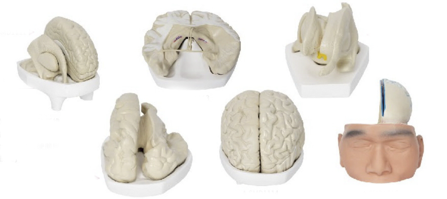 腦解剖模型(6部件)