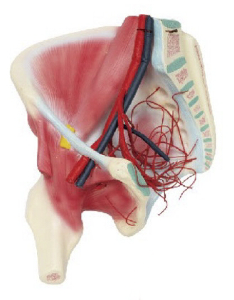 髖肌及髂內(nèi)動脈分布