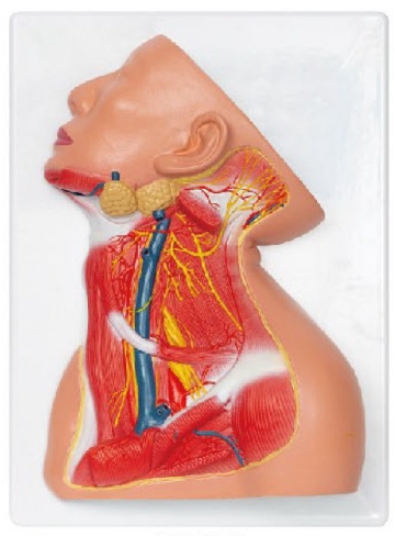 頸部淺層解剖模型