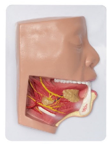 下頜下三角解剖模型