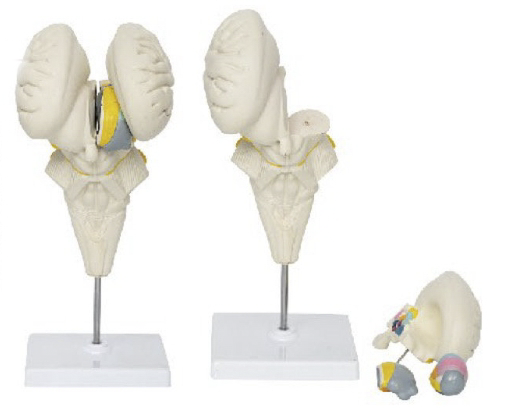 腦干及下丘腦核團(tuán)模型
