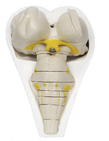 腦干橫切面模型