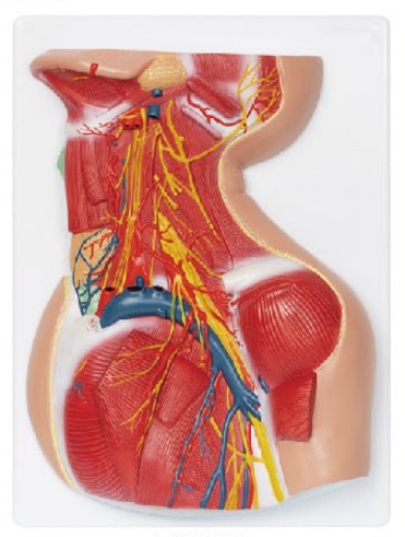 頸部深層解剖模型