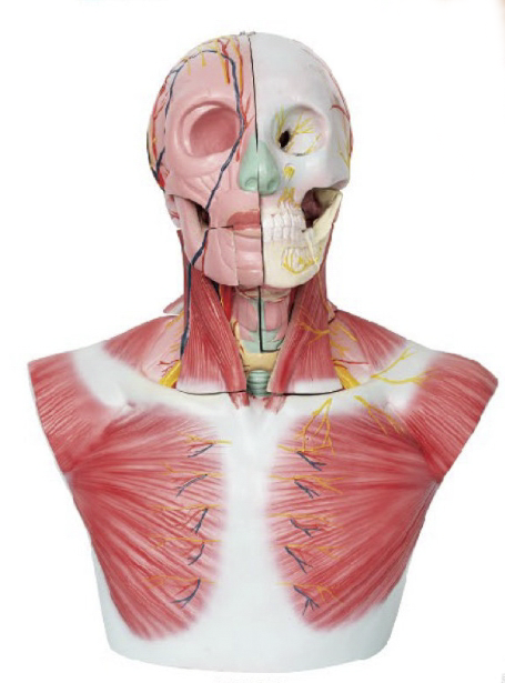 頭部、頸部層次解剖模型附腦N、A
