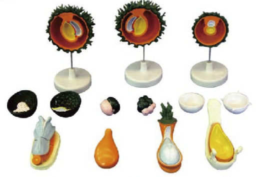 人胚受精、卵裂和胚泡形成過程模型