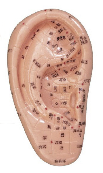 按摩耳 12CM (中文、英文右耳）