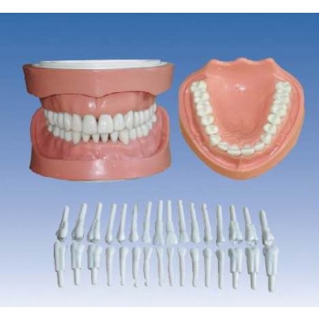 可卸式有根標(biāo)準(zhǔn)牙模型
