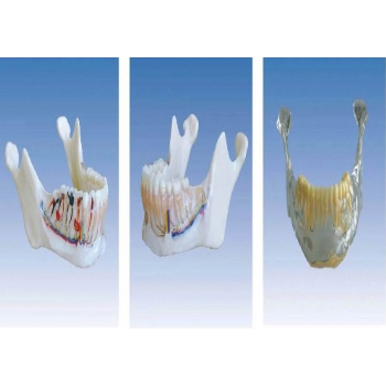 下頜骨解剖模型