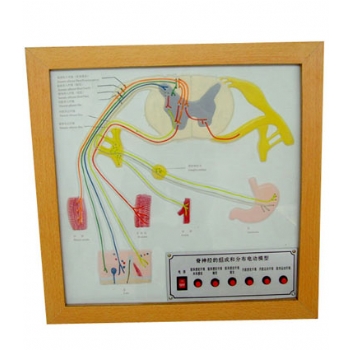 脊神經(jīng)的組成和分布電動模型